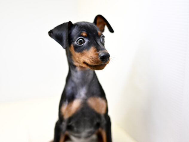 岡山県のミニチュアピンシャー (アミーゴ中庄店/2025年8月19日生まれ/女の子/ブラックタン)の子犬の4枚目の画像