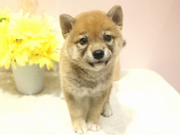 兵庫県の柴犬(標準サイズ) (ペット・プラザ アミーゴ明石魚住店/2025年10月25日生まれ/女の子/赤)の子犬の1枚目の画像