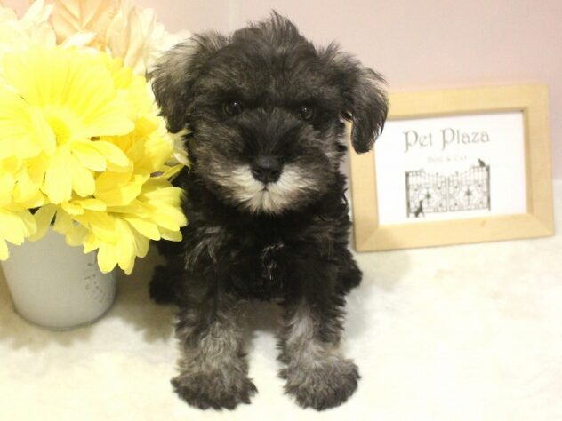 兵庫県のミニチュアシュナウザー (ペット・プラザ アミーゴ明石魚住店/2025年10月26日生まれ/女の子/ソルトペッパー)の子犬の1枚目の画像