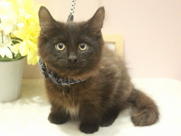 兵庫県のノルウェージャンフォレストキャット (ペット・プラザ アミーゴ明石魚住店/2025年10月10日生まれ/男の子/ブラックスモーク)の子猫の1枚目の画像