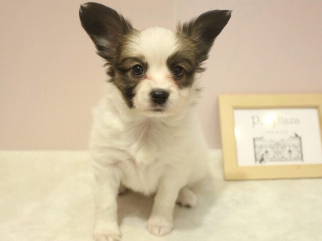 兵庫県のパピヨン (ペット・プラザ アミーゴ明石魚住店/2025年10月19日生まれ/女の子/ホワイトブラウン)の子犬の2枚目の画像