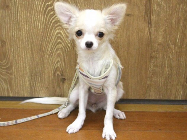 兵庫県のチワワ(ロング) (ペット・プラザ アミーゴ明石魚住店/2025年7月13日生まれ/女の子/クリームホワイト)の子犬の1枚目の画像