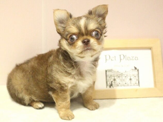 兵庫県のチワワ(ロング) (ペット・プラザ アミーゴ明石魚住店/2025年10月22日生まれ/男の子/チョコレートフォーン)の子犬の2枚目の画像