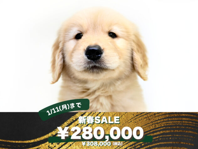 岡山県のゴールデンレトリバー (アミーゴ大安寺店/2025年9月2日生まれ/男の子/ゴールド)の子犬の1枚目の画像