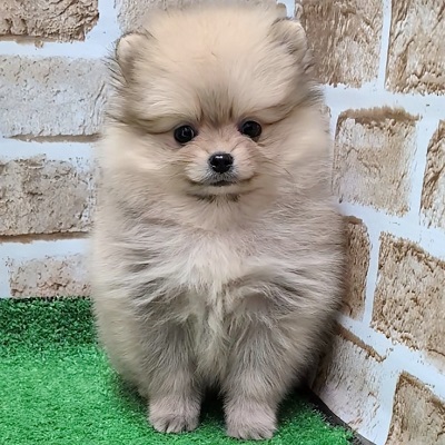 大阪府のポメラニアン (アミーゴ高槻店/2025年10月12日生まれ/女の子/ウルフセーブル)の子犬の1枚目の画像