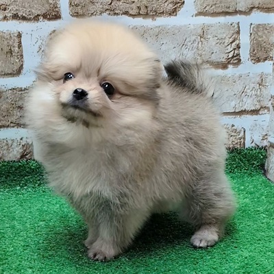 大阪府のポメラニアン (アミーゴ高槻店/2025年10月12日生まれ/女の子/ウルフセーブル)の子犬の3枚目の画像