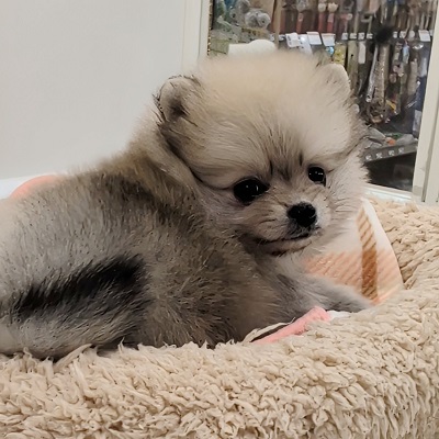 大阪府のポメラニアン (アミーゴ高槻店/2025年10月12日生まれ/女の子/ウルフセーブル)の子犬の4枚目の画像
