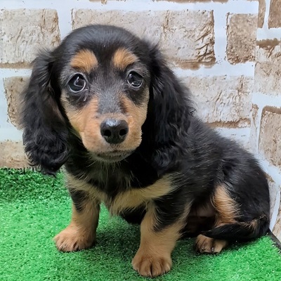 大阪府のカニンヘンダックスフンド(ロング) (アミーゴ高槻店/2025年10月13日生まれ/女の子/ブラックタン)の子犬の1枚目の画像