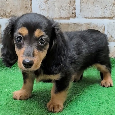 大阪府のカニンヘンダックスフンド(ロング) (アミーゴ高槻店/2025年10月13日生まれ/女の子/ブラックタン)の子犬の2枚目の画像