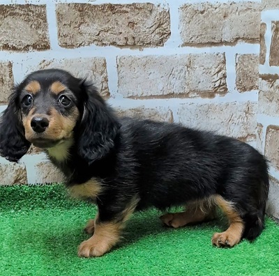 大阪府のカニンヘンダックスフンド(ロング) (アミーゴ高槻店/2025年10月13日生まれ/女の子/ブラックタン)の子犬の3枚目の画像