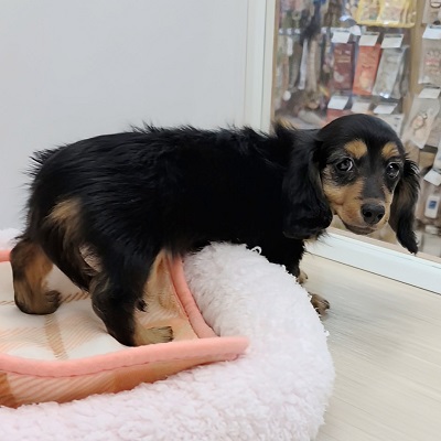 大阪府のカニンヘンダックスフンド(ロング) (アミーゴ高槻店/2025年10月13日生まれ/女の子/ブラックタン)の子犬の4枚目の画像