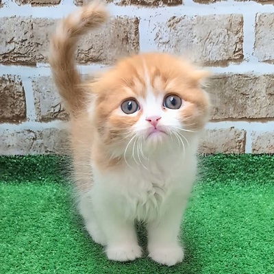 大阪府のスコティッシュフォールド (アミーゴ高槻店/2025年10月22日生まれ/男の子/レッドタビーホワイト)の子猫の1枚目の画像