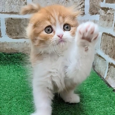 大阪府のスコティッシュフォールド (アミーゴ高槻店/2025年10月22日生まれ/男の子/レッドタビーホワイト)の子猫の3枚目の画像