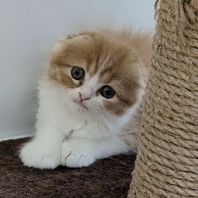 大阪府のスコティッシュフォールド (アミーゴ高槻店/2025年10月22日生まれ/男の子/レッドタビーホワイト)の子猫の4枚目の画像