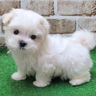 大阪府のマルチーズ (アミーゴ高槻店/2025年10月29日生まれ/男の子/ホワイト)の子犬