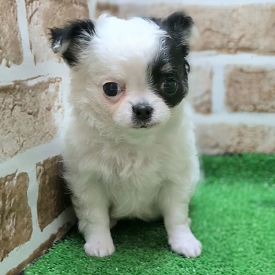 大阪府のチワワ(ロング) (アミーゴ高槻店/2025年10月29日生まれ/女の子/ホワイトブラック)の子犬の1枚目の画像