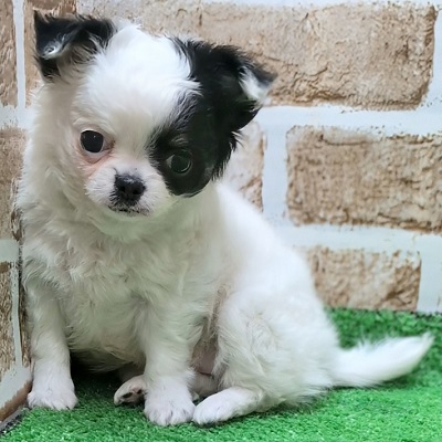 大阪府のチワワ(ロング) (アミーゴ高槻店/2025年10月29日生まれ/女の子/ホワイトブラック)の子犬の2枚目の画像