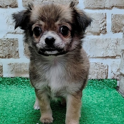 大阪府のチワワ(ロング) (アミーゴ高槻店/2025年11月1日生まれ/女の子/レッド)の子犬の1枚目の画像