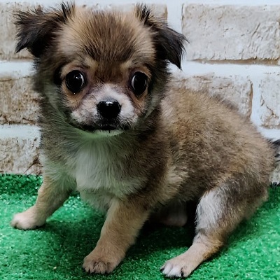 大阪府のチワワ(ロング) (アミーゴ高槻店/2025年11月1日生まれ/女の子/レッド)の子犬の2枚目の画像