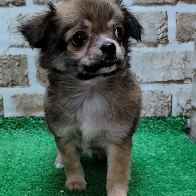 大阪府のチワワ(ロング) (アミーゴ高槻店/2025年11月1日生まれ/女の子/レッド)の子犬の3枚目の画像