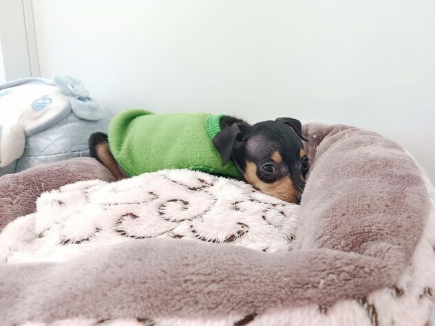 兵庫県のミニチュアピンシャー (ペット・プラザ アミーゴ明石魚住店/2025年9月29日生まれ/男の子/ブラックタン)の子犬の4枚目の画像