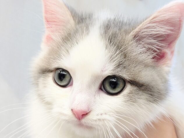 山形県のスコティッシュフォールド (アミーゴ米沢店/2025年9月8日生まれ/男の子/ブルータビーホワイト)の子猫の2枚目の画像