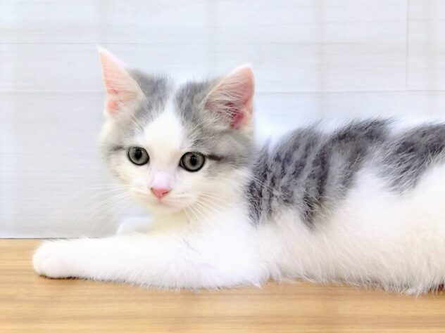 山形県のスコティッシュフォールド (アミーゴ米沢店/2025年9月8日生まれ/男の子/ブルータビーホワイト)の子猫の1枚目の画像