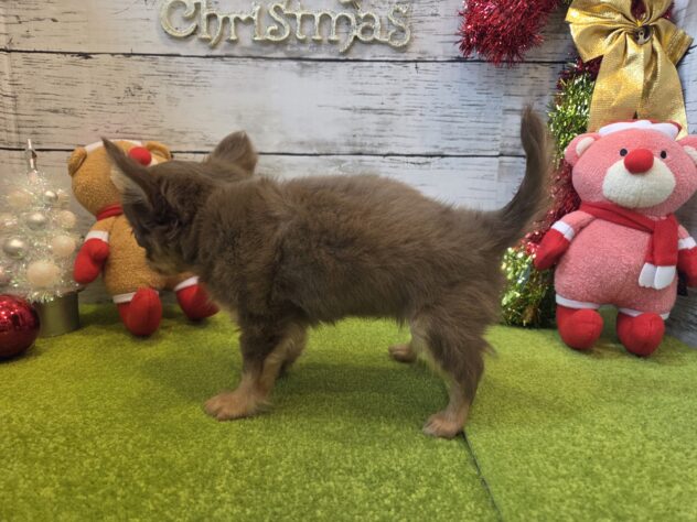 広島県のチワワ(ロング) (アミーゴ五日市店/2025年10月8日生まれ/男の子/チョコレートタン)の子犬の3枚目の画像