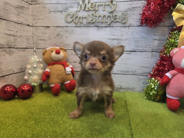 広島県のチワワ(ロング) (アミーゴ五日市店/2025年10月8日生まれ/男の子/チョコレートタン)の子犬の2枚目の画像