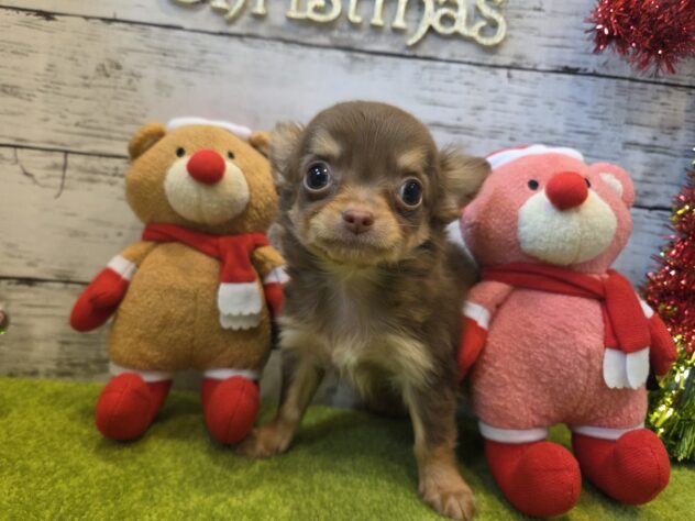 広島県のチワワ(ロング) (アミーゴ五日市店/2025年10月8日生まれ/男の子/チョコレートタン)の子犬