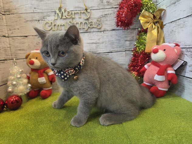 広島県のブリティッシュショートヘアー (アミーゴ五日市店/2025年9月7日生まれ/男の子/ブルー)の子猫の2枚目の画像