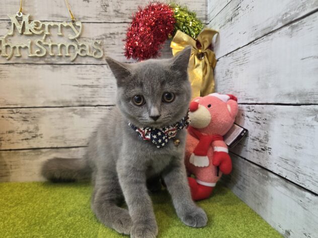 広島県のブリティッシュショートヘアー (アミーゴ五日市店/2025年9月7日生まれ/男の子/ブルー)の子猫の1枚目の画像