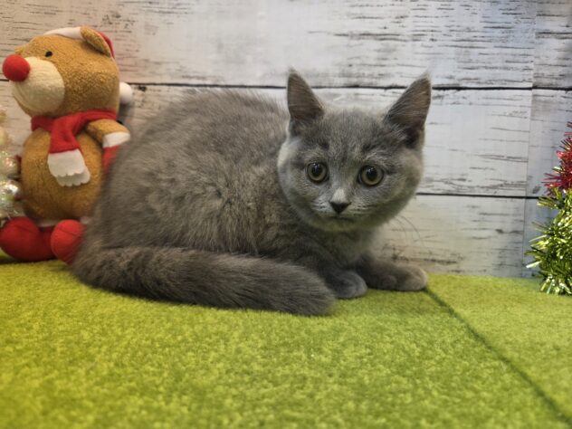 広島県のブリティッシュショートヘアー (アミーゴ五日市店/2025年9月7日生まれ/女の子/ブルー)の子猫の2枚目の画像