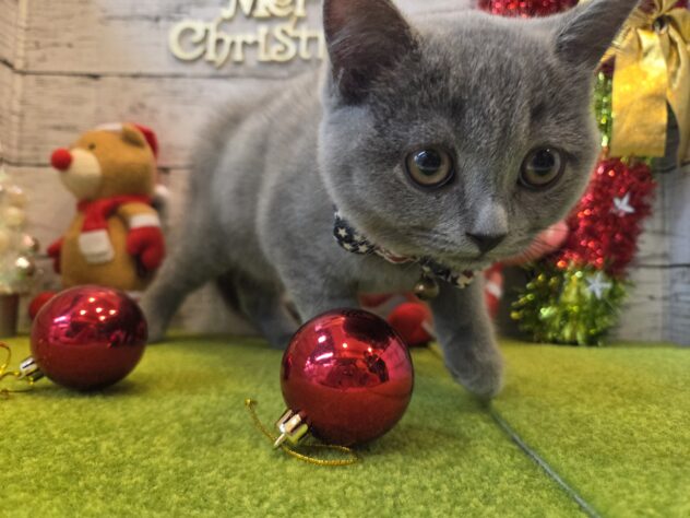 広島県のブリティッシュショートヘアー (アミーゴ五日市店/2025年9月7日生まれ/男の子/ブルー)の子猫の3枚目の画像