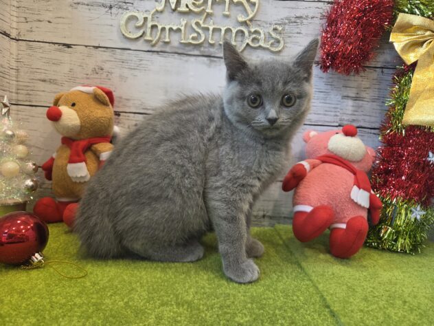 広島県のブリティッシュショートヘアー (アミーゴ五日市店/2025年9月7日生まれ/女の子/ブルー)の子猫の1枚目の画像