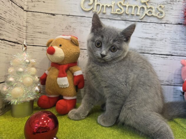 広島県のブリティッシュショートヘアー (アミーゴ五日市店/2025年9月7日生まれ/女の子/ブルー)の子猫の3枚目の画像