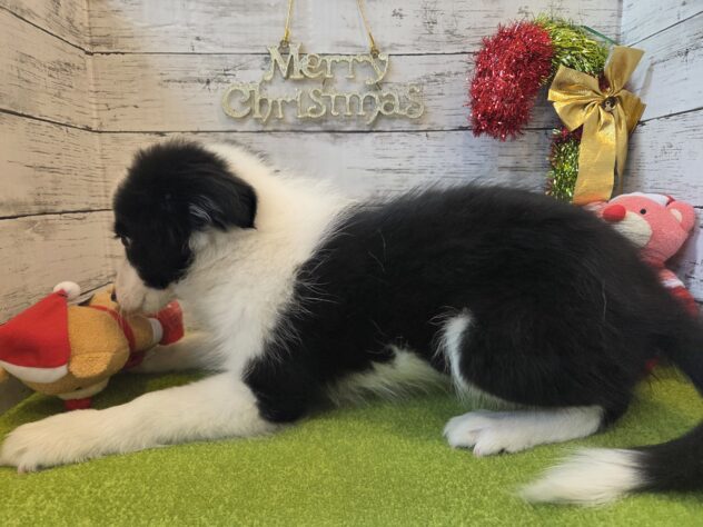 広島県のボーダーコリー (アミーゴ五日市店/2025年9月5日生まれ/女の子/ブラックホワイト)の子犬の3枚目の画像