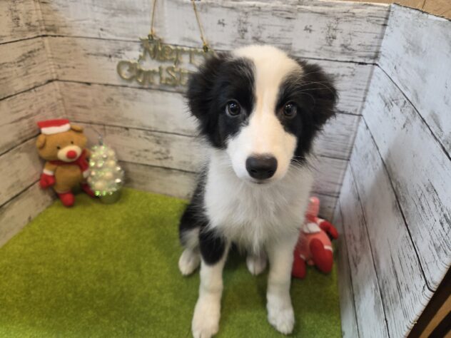 広島県のボーダーコリー (アミーゴ五日市店/2025年9月5日生まれ/女の子/ブラックホワイト)の子犬の1枚目の画像