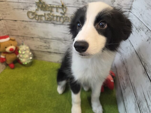 広島県のボーダーコリー (アミーゴ五日市店/2025年9月5日生まれ/女の子/ブラックホワイト)の子犬の2枚目の画像