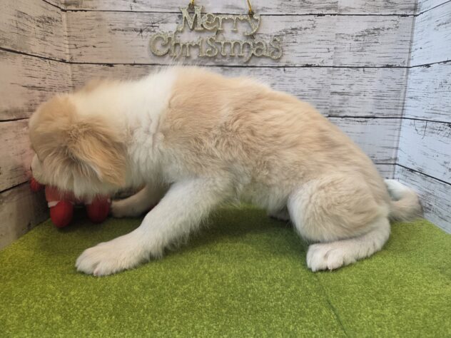 広島県のボーダーコリー (アミーゴ五日市店/2025年8月16日生まれ/男の子/レッドホワイト)の子犬の3枚目の画像