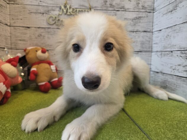 広島県のボーダーコリー (アミーゴ五日市店/2025年8月16日生まれ/男の子/レッドホワイト)の子犬の1枚目の画像