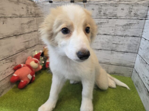 広島県のボーダーコリー (アミーゴ五日市店/2025年8月16日生まれ/男の子/レッドホワイト)の子犬の2枚目の画像