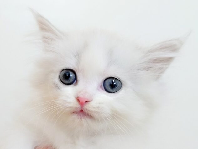 山形県のスコティッシュフォールド (アミーゴ米沢店/2025年10月7日生まれ/男の子/シルバータビーホワイト)の子猫