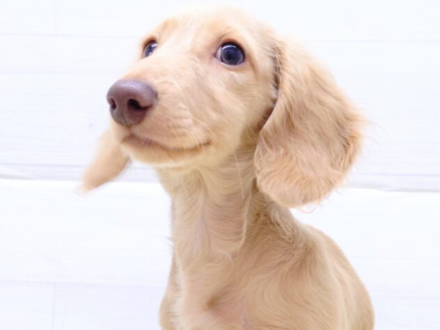 山形県のカニンヘンダックスフンド(ロング) (アミーゴ米沢店/2025年7月28日生まれ/男の子/イエロー)の子犬