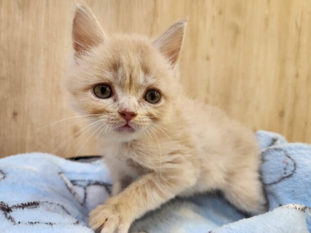 埼玉県のサイベリアン (アミーゴ吹上店/2025年10月8日生まれ/男の子/クリームタビー)の子猫