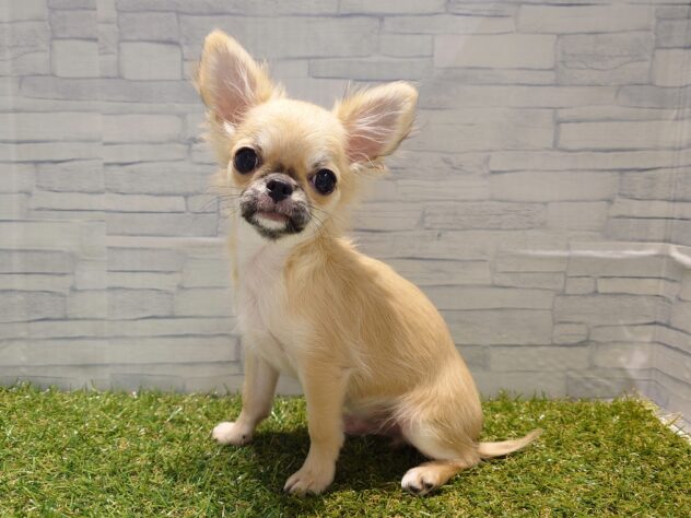 新潟県のチワワ(ロング) (アミーゴ新発田店/2025年8月25日生まれ/男の子/レッドホワイト)の子犬の1枚目の画像