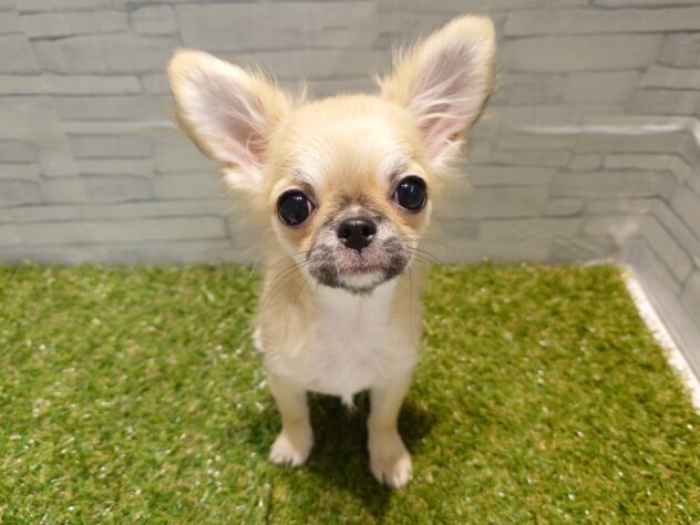 新潟県のチワワ(ロング) (アミーゴ新発田店/2025年8月25日生まれ/男の子/レッドホワイト)の子犬の3枚目の画像