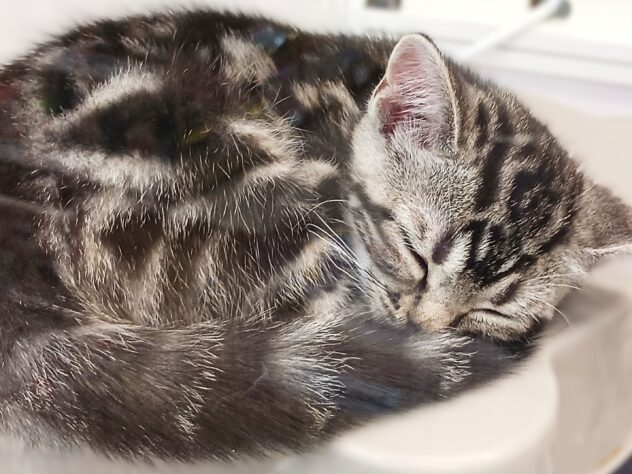 兵庫県のアメリカンショートヘアー (ペット・プラザ アミーゴ明石魚住店/2025年10月1日生まれ/女の子/シルバークラシックタビー)の子猫の4枚目の画像