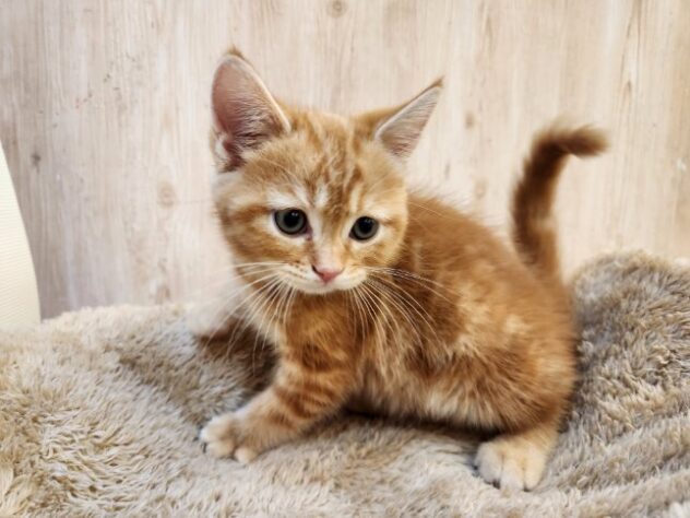 埼玉県のマンチカン (アミーゴ吹上店/2025年10月19日生まれ/女の子/レッドタビーホワイト)の子猫の1枚目の画像