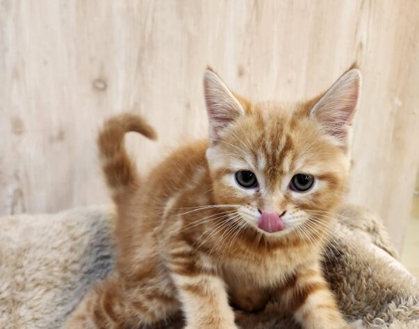 埼玉県のマンチカン (アミーゴ吹上店/2025年10月19日生まれ/女の子/レッドタビーホワイト)の子猫の2枚目の画像